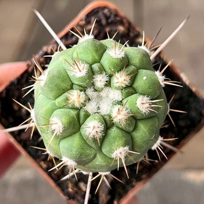 A23-1678 Copiapoa columna-alba, JN2015, Punta-Ballena, Ant, grafted