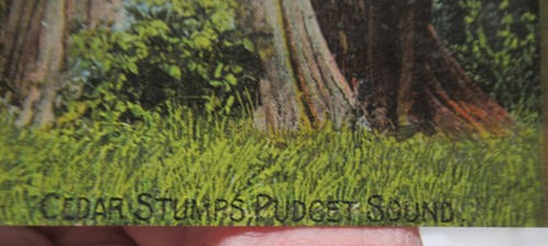 CEDAR STUMPS, PUDGET SOUND - Lowman & Hanford Co - POST CARD - #1800 - Picture 3 of 10
