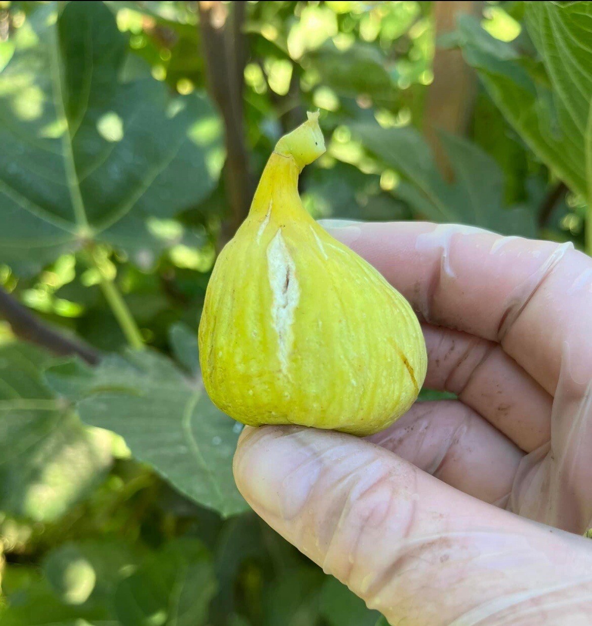 Fig Cutting “De La Caseta” SALE