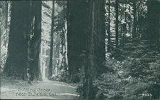 Eureka, California - Bolling Grove, Redwoods - vintage Humboldt Co, CA Postcard