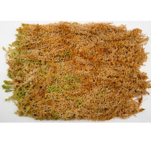 Sphagnummoos Premium Torfpflanzen natürlich langfaserig Spagmoos Gramm 150gx12 - Bild 9 von 22