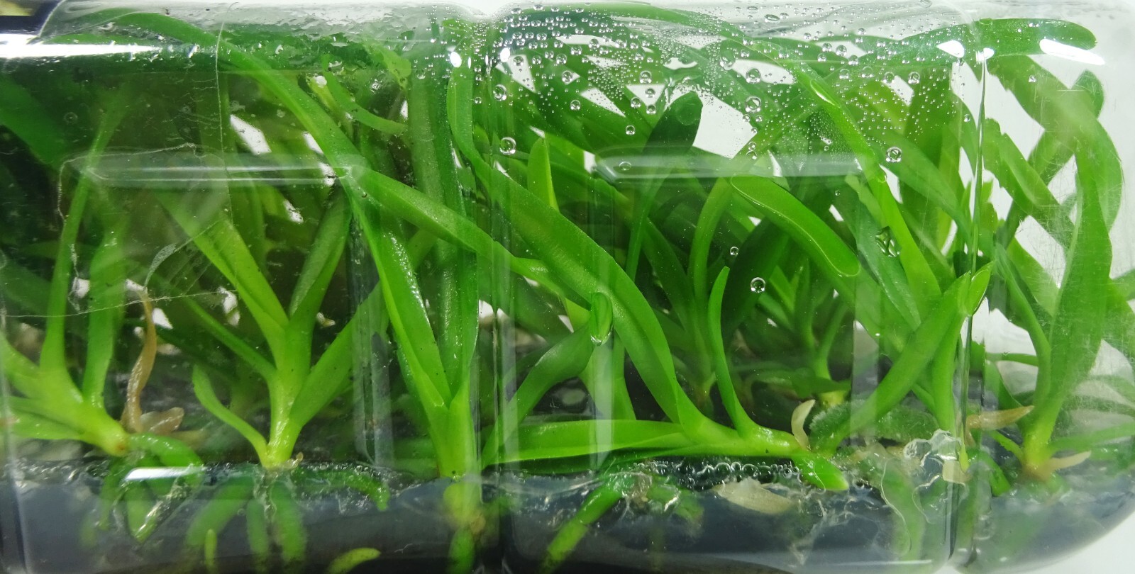 Orchid Flask Vanda Denisoniana Strong Fragrance, Orchid Plants, RARE eBay