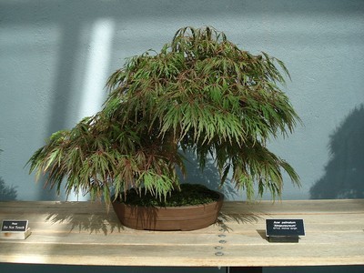 lego bonsai set Bonsai Tree 10281 main image 1