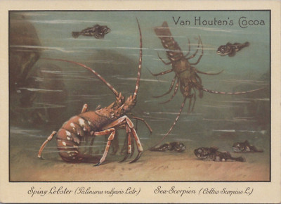 Van Houten's Cocoa Spiny Lobster Sea Scorpion Underwater Fish B KQV1