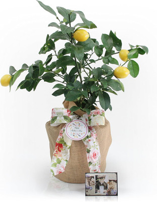 Mother'S Day Meyer Lemon Gift Tree by  - Get Fruit, Dwarf Fruit Tree with Juicy 
