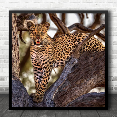 Leopard Katze Wildtiere Wild Natur Tiere Bokeh Quadrat Wandkunstdruck