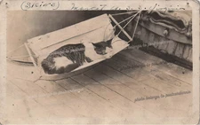 USS Virginia Sailor Cat Kitty Hammock Ship Navy Military WWI Photo Postcard I18