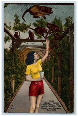 c1940 Human Are Caged Monkeys Run Wild Monkey Jungle Miami Florida FL Postcard