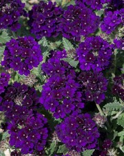 Verbena Trailing Showboat 'Midnight' Basket Trailing Plug Plants Pack x6
