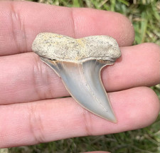 Carcharofon planus Shark Tooth, Bakersfield Mako megalodon era