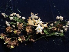 Vtg Millinery Flower Collection Lot Ivory Brown 1/2-2" w/Long Stems H5502