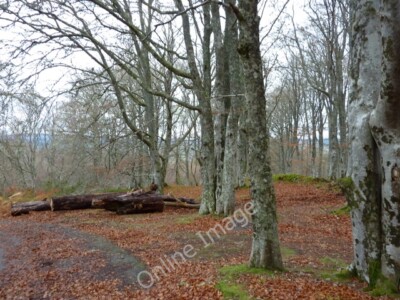 Photo 6x4 Woods near Foxhole Glaichbea  c2010