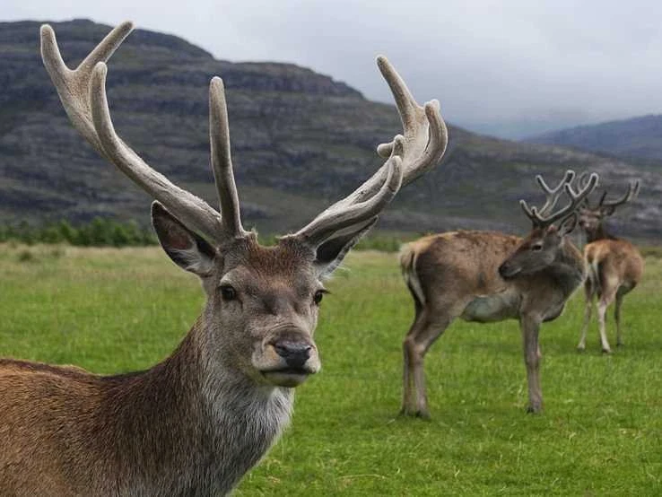 Олень рога спрей-ЛОСЬ БАРХАТ РОГА 550 мг-улучшает иммунную систему-1B 60T - Изображение 3 из 4