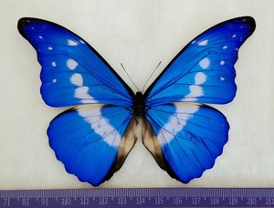 Morpho Helena | eBay