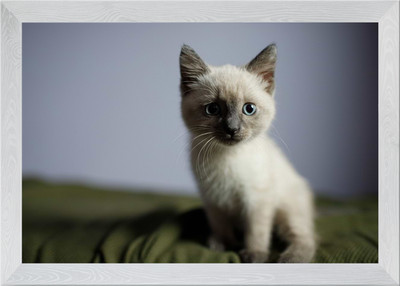 Katze Poster Gerahmt Wandbild Poster Leinwanddruck Bild