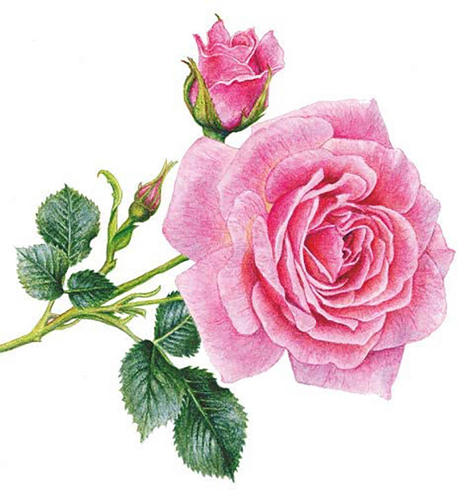 Салфетка для напитков Paperproducts Design Rosedal 5 x 5 20 штук Розовая роза 2190₽