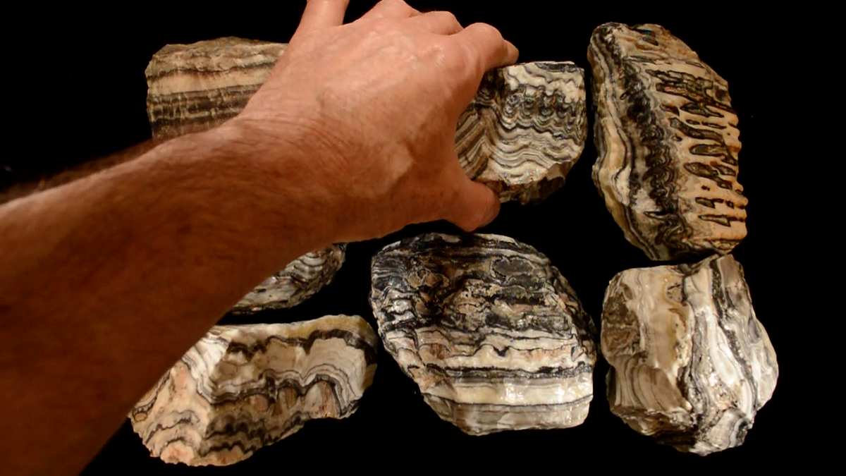 ZEBRA ONYX 4