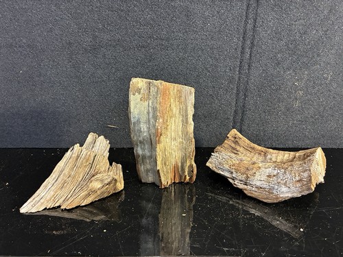 Florida Driftwood 3 Piece Natural Wood Set Coastal Decor Aquarium Terrarium