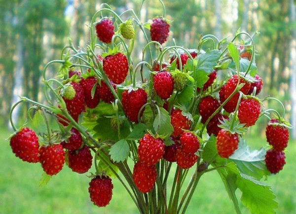 Semillas de fresas del bosque "Solemacher" 0.1gr (150-200 semillas aprox.)