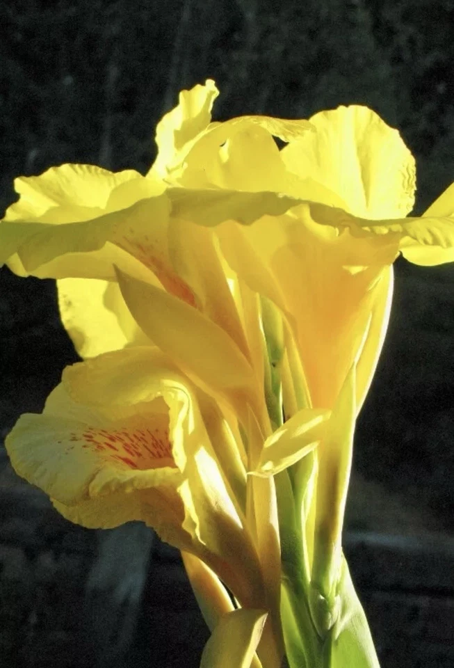 4 个灯泡 - Cana Lilly Bulbs 黄色 Cannas 橙色斑点喉咙 - 批量 4 件 — 第 2/3 张图片