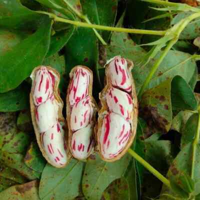 Arachis Hypogaea L Raw Peanuts Heirloom Tiger Stripe Se_eds Fresh Tempeh Plants