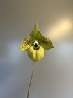 Paph malipoense - Seedling With Excellent Quality Breeding — photo 1