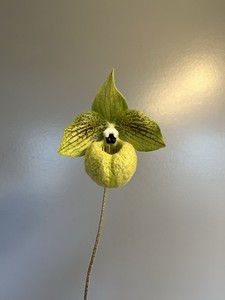 Paph malipoense - Seedling With Excellent Quality Breeding