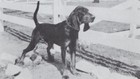 * Black and Tan Coonhound - Custom Matted - Dog Art "Photo Print" - 1964