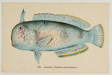 Laenihi Peacock Razorfish Hawaii Waikiki Aquarium Vintage Fish Art Postcard 1910