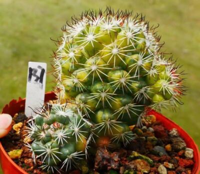 RareSucculent Plant Mammillaria schumannii Hildmann Variegated OwnRoot  3-5CM | eBay