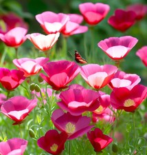 Carmine California Poppy Seeds - For 2026 Planting Pink Rose Purple Red Poppies