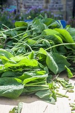 Comfrey ‘Bocking 14’ - 10 X Crown Root cuttings