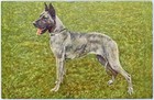 Vintage 1940's-50's Swiss Postcard Postcard Brindle Great Dane Dog Cropped Ears