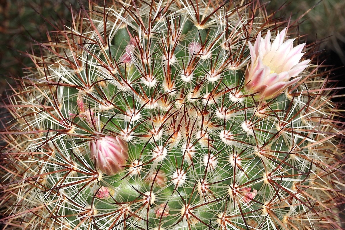 melocactus kaufen Melocactus azureus Turk's Cap Cactus