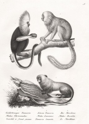 Golden lion Tamarin Goldenes tamarins Löwenäffchen Lithographie Brodtmann 1827