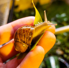 Land Garden Snail - Live Helix Aspersa Pet - Cornu Aspersum - Single  Freebie