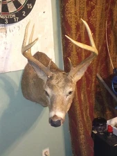 Beautiful Upstate NY Whitetail Buck Shoulder Mount Taxidermy.