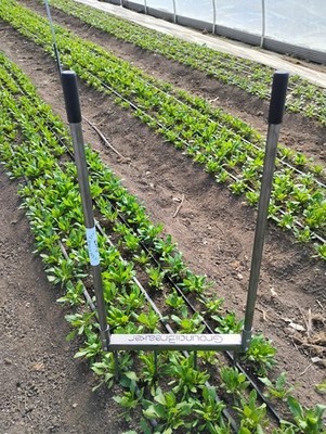 Hand Forged Broadfork 28''   Groundbreaker Garden Broad Fork - Steel Handles