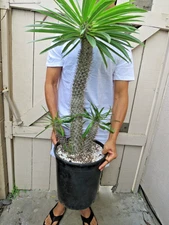 Madagascar Palm Plant Pachypodium Lamerei Cactus