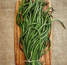 Yu Long Yard Long Bean Seeds  USA Asian Asparagus Chinese Green Beans Seed 2025