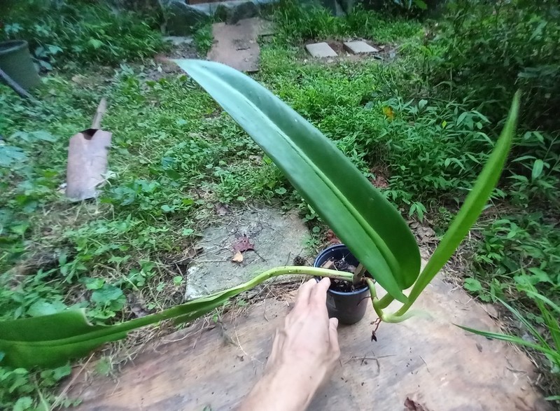 Aroid tropical houseplant PHILODENDRON Crassinervium
