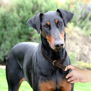 doberman gold collar