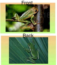 Tree Frog Frogs Vinyl Checkbook Cover with Matching Bookmark