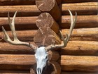 Mule deer shed antlers mounted on replica skull 26" wide x16" tall — photo 1