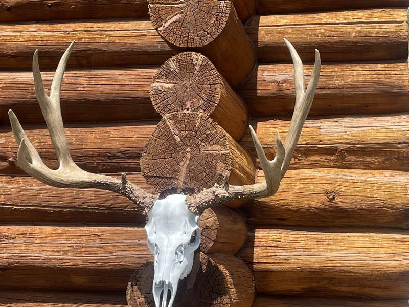 Mule deer shed antlers mounted on replica skull 26" wide x16" tall