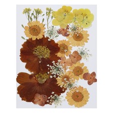 Getrocknete Nat&uuml;rliche Trockene Blumenbl&auml;tter Echte Pressblumen Orange Serie