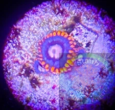 SAF~ “WYSIWYG” Snitch Zoanthid Frag, Palythoa, Paly, Zoa, Coral Colony