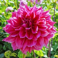 1 - Giant Dinnerplate Dahlia EMORY PAUL Flower Bulb Tuber Clump  *  10"+ BLOOMS