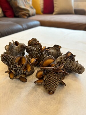 Banksia Firewood, Banksia Feuerholz, Holziger Banksia, Banksia Menziesii / 7-9cm