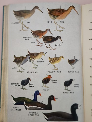 A Field Guide To The Birds by Roger Tory Peterson Hardcover 1947 Riverside Press - Picture 13 of 24